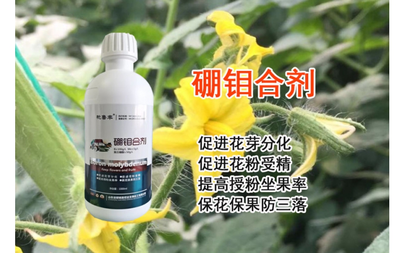 硼鉬合劑—促進花芽分化、促進花粉受精、提高授粉坐果率、保花保果防三落